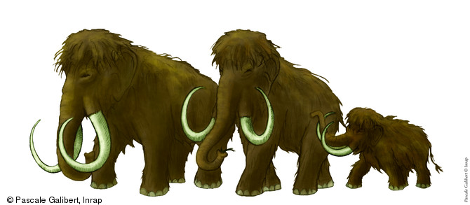 Groupe de mammouths