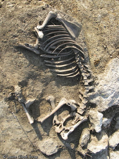Squelette de mouton mis au jour &agrave; Lisses (Essonne), 2008.De nombreux restes d'animaux domestiques ont &eacute;t&eacute; d&eacute;gag&eacute;s sur le site : ils livreront quantit&eacute; d'informations sur les pratiques pastorales et alimentaires de ses habitants.