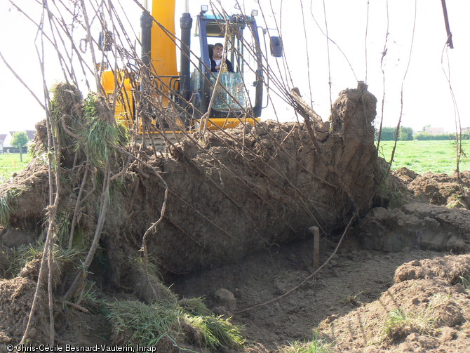 Vestiges d'une piste a&eacute;rienne en cours de d&eacute;gagement, de l'a&eacute;rodrome de Coulombs, am&eacute;nag&eacute; par la RAF du 16 juin au 30 ao&ucirc;t 1944, &agrave; Bretteville-l'Orgueilleuse (Calvados), 2011.  Cette piste  Advanced Landing Grounds  (piste avanc&eacute;e d'aviation) est constitu&eacute;e de grillage souple de type  Sommerfeld  maintenu par des piquets plant&eacute;s &agrave; la verticale, le tout recouvert de toile. Gr&acirc;ce &agrave; ces &eacute;l&eacute;ments pr&eacute;fabriqu&eacute;s, les sapeurs du G&eacute;nie pouvaient les installer en moins de vingt-quatre-heures. 
