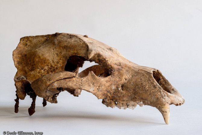 Crâne d'ours portant des stigmates de taxidermie (tiges et clous en fer fichés dans les os). Découvert dans une fosse du camp de repos allemand occupé durant toute la Grande Guerre à Isles-sur-Suippe (Marne), 2014.