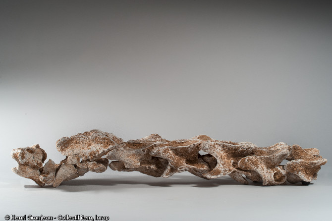Rachis de cheval, d&eacute;couvert sur un site n&eacute;andertalien &agrave; Quincieux (Rh&ocirc;ne), 2014.